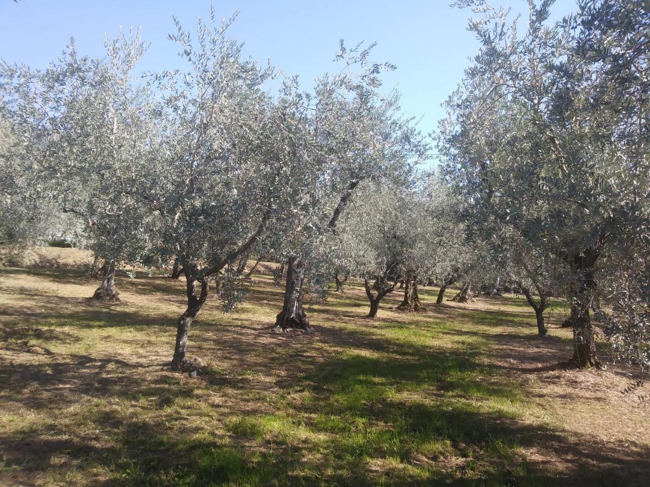 Villa Ai Bastiani Capannori Esterno foto